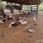 ديك رومي صحه وأحجام ما شاء الله
