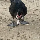 ذكور بط مصري حي او مذبوح