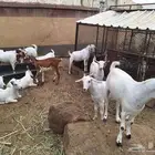 (جفران _ جفار) للبيع