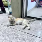 بسه شيرازيه ضايعه فشارع المطاعم في البوادي