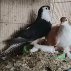حمام زينه سوداني شيرازي هلمنت كلرهد بالاحساء