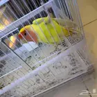 ببغاء روز