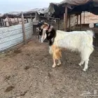 تيس فحل