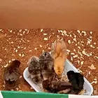 صيصان للبيع عمر أسبوعين