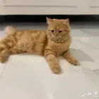 قطط للبيع ذكر