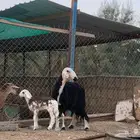 نجدية متبع بخروف خصم