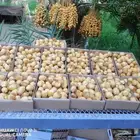 تمر انتاج جديد يومي