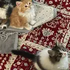 قطط لتبني