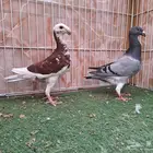 أربع أجواز طبات بيوتي هومر