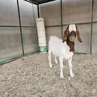 تيس بورقت
