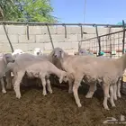 للبيع بهم حري