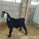 تيوس وجفره