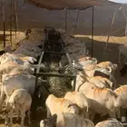 برابر و تيوس أوزان عالية لتجار الجملة واصحاب الحلال
