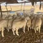 طليان ذبايح مناسبات