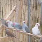 يمام او قماري ماسيه شرط انتاج