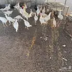 دجاج