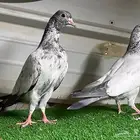 حمام باكستاني تم البيع