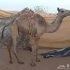 بكره قصب