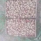 تمر لبان فاخر ومتلبن ناشف
