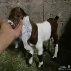 للبيع تيس داغور شق3