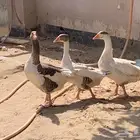 وز طقم