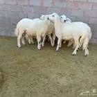 طليان حريه
