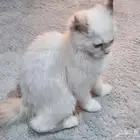 قط شيرازي أنثى للبيع