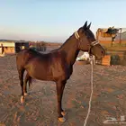 للبيع فرس شعيبه معها مهره رابغ
