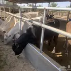 عجل سويسري