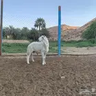 فحل حري شرط النسف