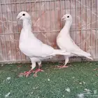 هومرات أبيض وتايقر