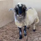 فحل نعيمي صنف