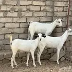 معزا بيشيات 5 تحتها 5 شي فاخر