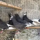 حمام قطايف