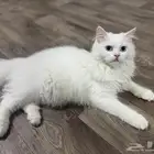 قطة شرازية