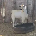 تيس فحل بيشي