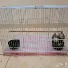 زوج ببغاء روز