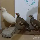حجل شنير