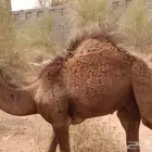 قعود للبيع