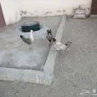 للبيع دجاج وديوك