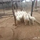 رخيل بلدي للبيع