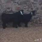 ماعز تيوس عوارض