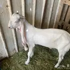 للبيع تيس ماعز