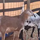 خروفين برابر بلدي ( انتاج هنا )