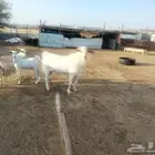 للبيع تيس بيشي ابرص