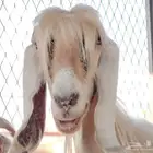معزى عارضيه فواخر كريمي