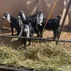 جفار عوارض صنف عدد4