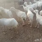 ابغى ضأن أو غنم