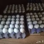 بيض بلدي مخصب وللاكل