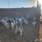 للبيع ديكة براهما مستويات حلوه